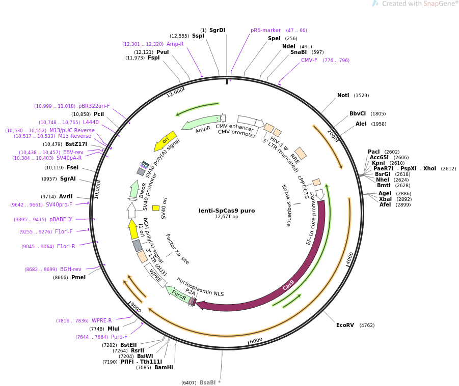 lenti-SpCas9 puro质粒图谱